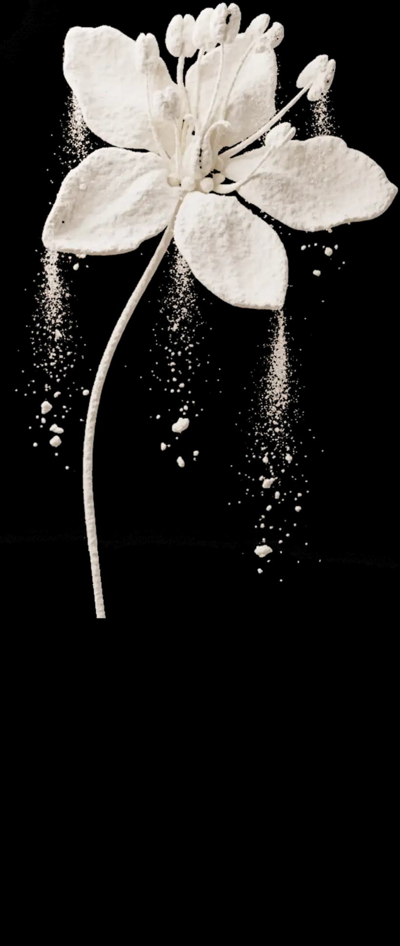 Flor de trigo sarraceno