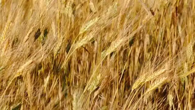 Campo de trigo dourado