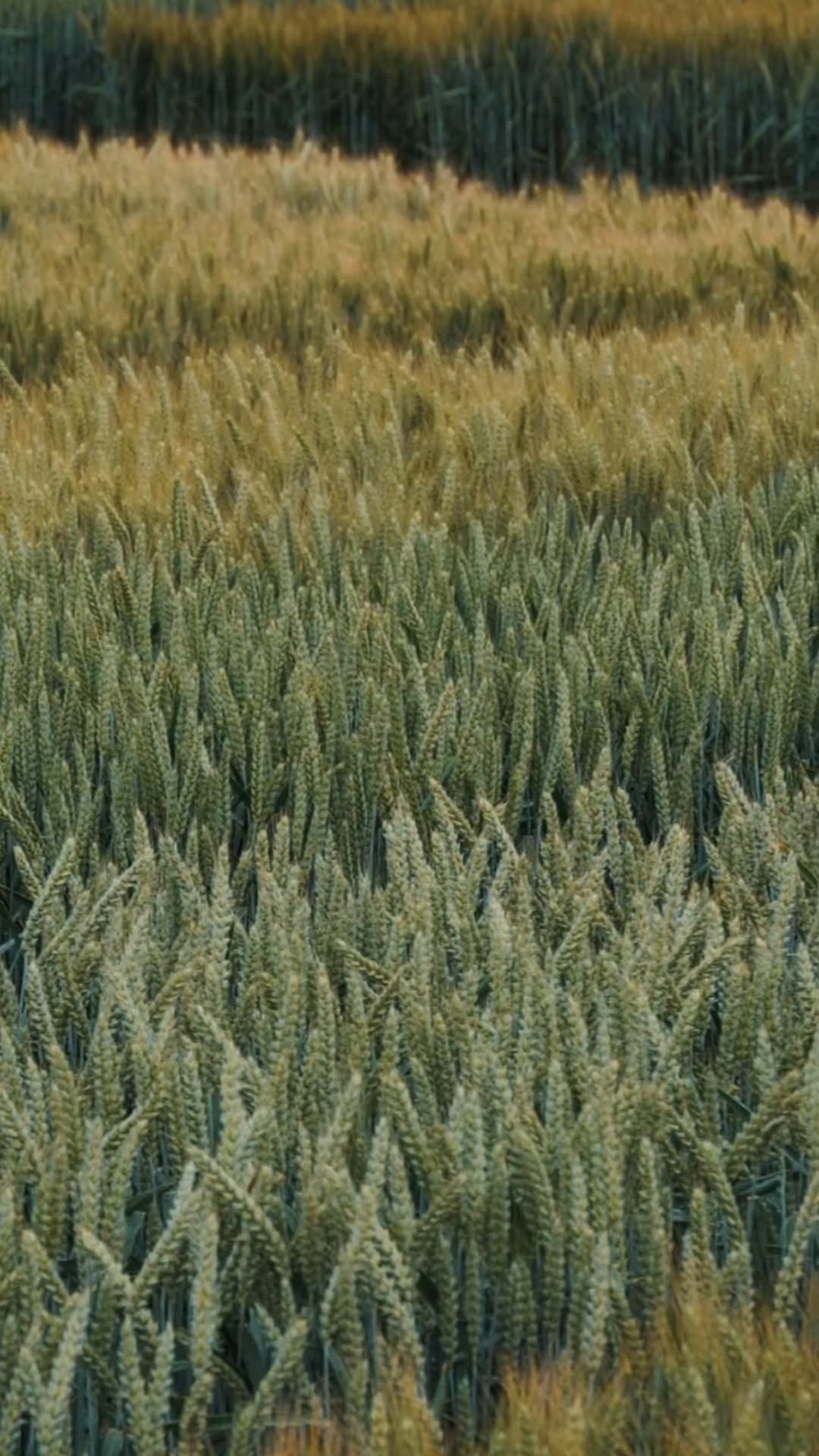 🌾 Ce que vous mangez commence ici...
Vous avez découvert les métiers de Gauthier et Georges, tous